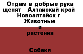 Отдам в добрые руки щенят - Алтайский край, Новоалтайск г. Животные и растения » Собаки   . Алтайский край